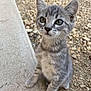 kitten, cat, gray_tabby, whiskers, outdoor, concrete, rocks, curious, young, pet, animal, feline, sitting, closeup, cute, ears, eyes, small, fur, nature