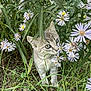 kitten, cat, flowers, purple_flowers, greenery, grass, nature, outdoor, curious, petals, plants, young_cat, small_animal, feline, closeup, wildflowers, garden, flora, leaf, animal
