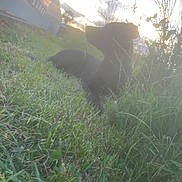 Taz a rejoint le concours — aidez-le/la à gagner de superbes lots ! animal, backlit, black_cat, building, cat, garden, grass, hazy, lawn, lying_down, nature, outdoor, pet, plants, relaxing, silhouette, summer, sunlight, sunset, tall_grass