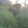 animal, backlit, black_cat, building, cat, garden, grass, hazy, lawn, lying_down, nature, outdoor, pet, plants, relaxing, silhouette, summer, sunlight, sunset, tall_grass