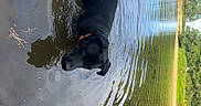 Taz a rejoint le concours — aidez-le/la à gagner de superbes lots ! animal, black_dog, collar, dog, grass, landscape, nature, outdoor_photography, outdoors, pet, pond, reflection, ripples, scenic, shoreline, summer, trees, wading, water, wet