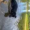 animal, black_dog, collar, dog, grass, landscape, nature, outdoor_photography, outdoors, pet, pond, reflection, ripples, scenic, shoreline, summer, trees, wading, water, wet