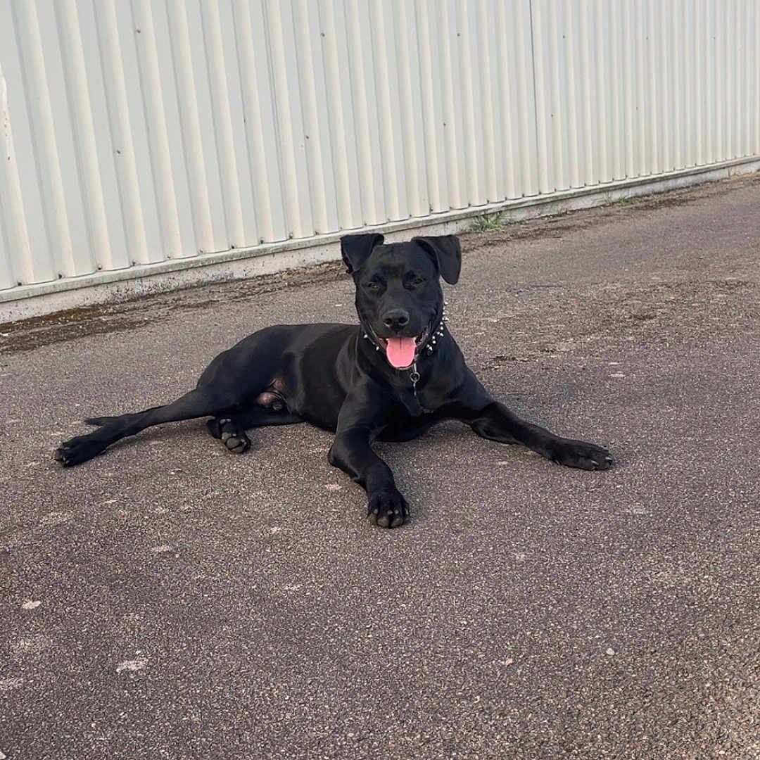 Taz participe au concours pour gagner de l'argent avec cette photo : animal, asphalt, black_dog, building, collar, corrugated_metal, daylight, dog, happy, industrial, leash, lying_down, outdoor, pavement, pet, portrait, red_leash, signage, street, tongue_out