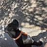 Taz participe au concours pour gagner de l'argent avec cette photo : animal, black_dog, canine, casual_outfit, collar, dog, human, leash, orange_collar, outdoor, pavement, pet, polka_dot_clothing, shadows, short_hair, sidewalk, standing, street, sunlight, walking