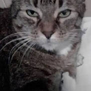 Lana joined the competition — help win amazing prizes! cat, tabby, close_up, whiskers, pet, animal, feline, resting, indoor, fur, face, ears, paw, domestic_cat, cute, looking, sleepy, mammal, portrait, relaxing