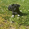 animal, black_and_white, canine, cute, daisies, dog, floppy_ears, flowers, garden, grass, grassland, lawn, lying_down, nature, outdoors, pet, portrait, puppy, spring, sunlight