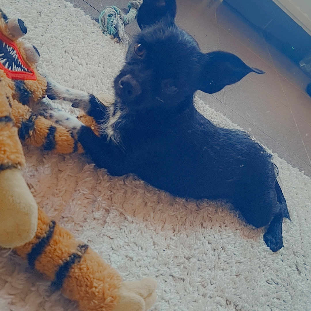 Maya