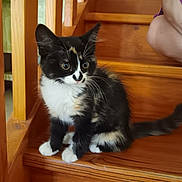 Apache a rejoint le concours — aidez-le/la à gagner de superbes lots ! kitten, cat, calico, wooden_stairs, pet, animal, curious, feline, indoor, domestic, young, fur, whiskers, paw, tail, person, foot, leg, home, cozy