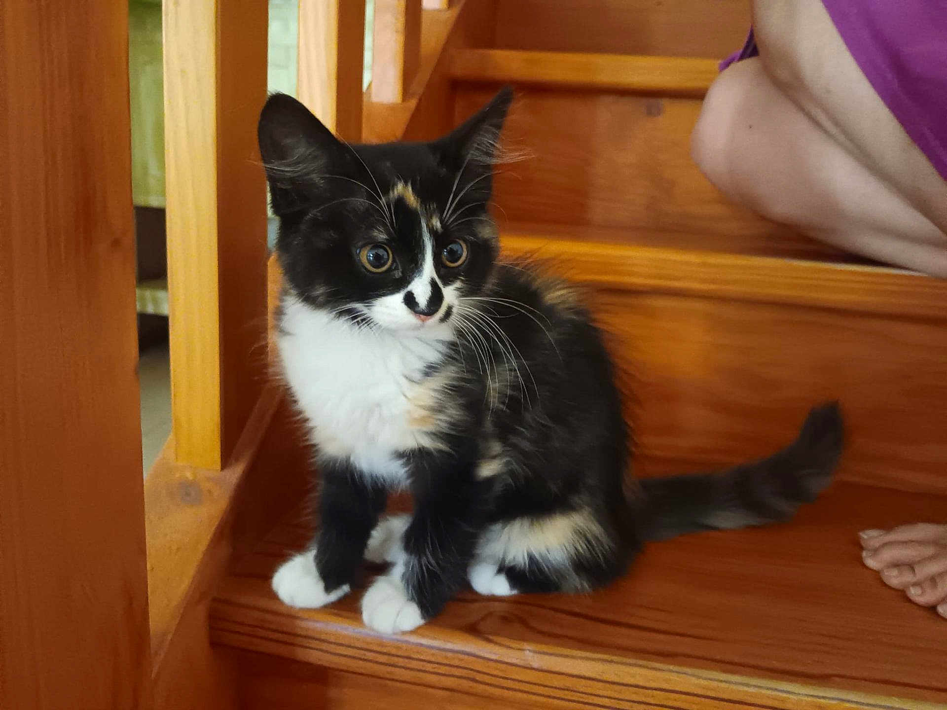 Apache a rejoint le concours — aidez-le/la à gagner de superbes lots ! kitten, cat, calico, wooden_stairs, pet, animal, curious, feline, indoor, domestic, young, fur, whiskers, paw, tail, person, foot, leg, home, cozy