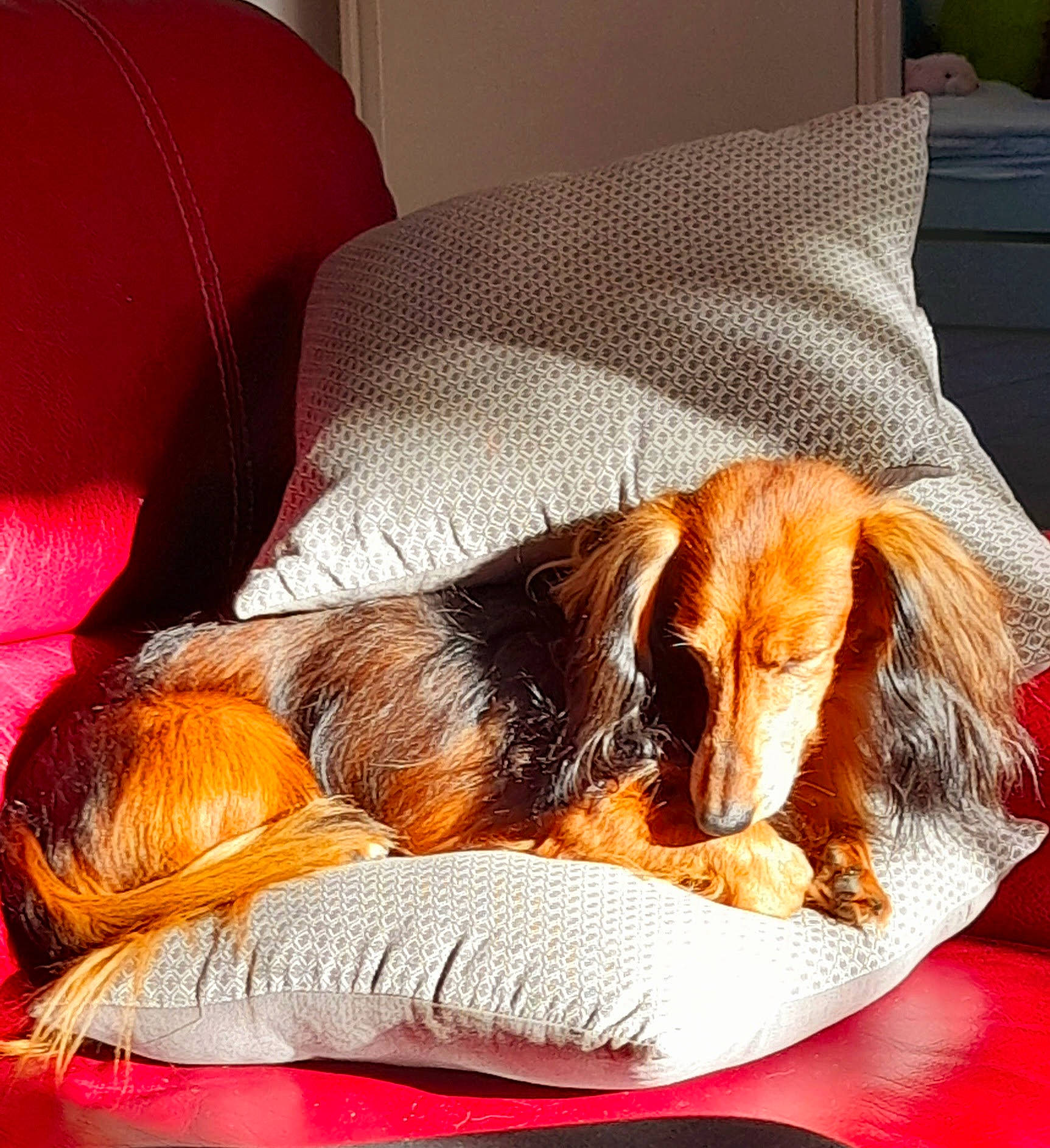 Irvin a rejoint le concours — aidez-le/la à gagner de superbes lots ! canidae, carnivore, comfort, companion_dog, couch, dog, dog_bed, dog_breed, fawn, fur, linens, liver, paw, pet_supply, spaniel, sporting_group, tail, toy_dog, whiskers, working_animal