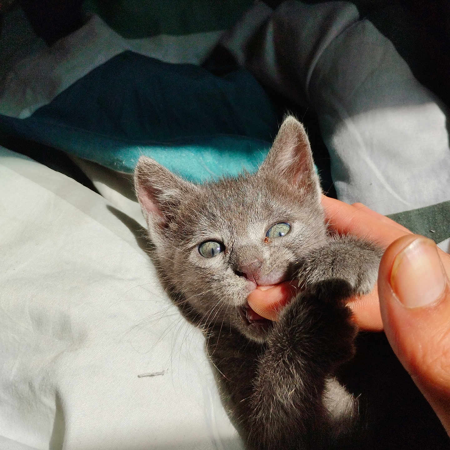 Tokyo a rejoint le concours — aidez-le/la à gagner de superbes lots ! abyssinian, animal, baby, blanket, bodypart, cat, ear, finger, hand, kitten, manx, person, pet, siamese, wrist