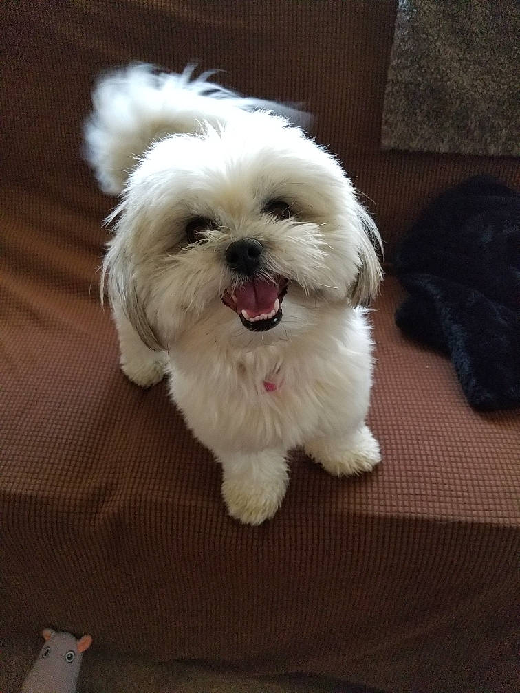 Evie joined the competition — help win amazing prizes! canidae, carnivore, companion_dog, dog, dog_breed, dog_supply, flooring, fur, liver, mal_shi, maltepoo, non_sporting_group, shih_poo, shih_tzu, small_terrier, snout, toy_dog, water_dog, working_animal