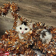 Arwen joined the competition — help win amazing prizes! kitten, cat, tinsel, floor, wooden_floor, playful, curious, festive, decoration, holiday, cute, pet, animal, furry, small, white, brown, black, indoor, closeup