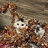 kitten, cat, tinsel, floor, wooden_floor, playful, curious, festive, decoration, holiday, cute, pet, animal, furry, small, white, brown, black, indoor, closeup