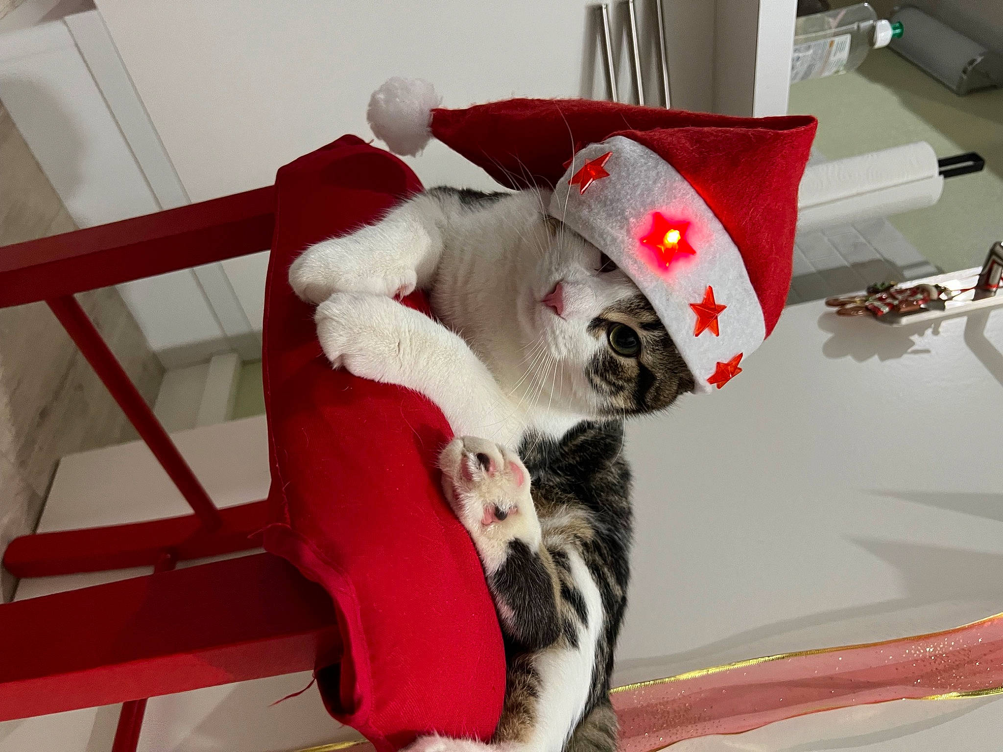 Baloo a rejoint le concours — aidez-le/la à gagner de superbes lots ! canidae, carmine, carnivore, cat, cat_bed, comfort, companion_dog, dog_breed, domestic_short_haired_cat, felidae, fur, hardwood, paw, room, small_to_medium_sized_cats, sporting_group, tail, whiskers, wood