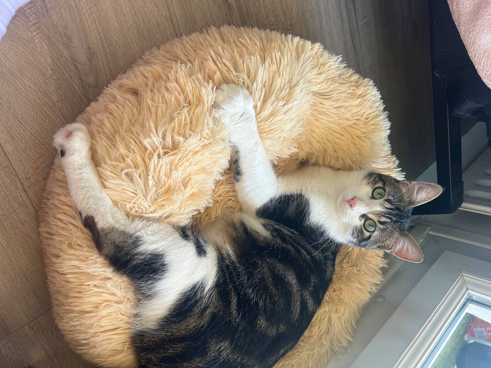 Baloo a rejoint le concours — aidez-le/la à gagner de superbes lots ! carnivore, cat, cat_bed, cat_supply, claw, comfort, domestic_short_haired_cat, felidae, fur, mammal, nap, paw, room, sleep, small_to_medium_sized_cats, snout, tail, terrestrial_animal, vertebrate, whiskers