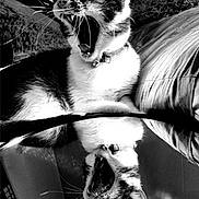 Niko joined the competition — help win amazing prizes! cat, black_and_white, yawning, reflection, mirror, whiskers, collar, pet, indoor, fur, closeup, animal, portrait, resting, feline, sleepy, texture, contrast, monochrome, household