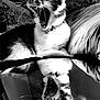 cat, black_and_white, yawning, reflection, mirror, whiskers, collar, pet, indoor, fur, closeup, animal, portrait, resting, feline, sleepy, texture, contrast, monochrome, household
