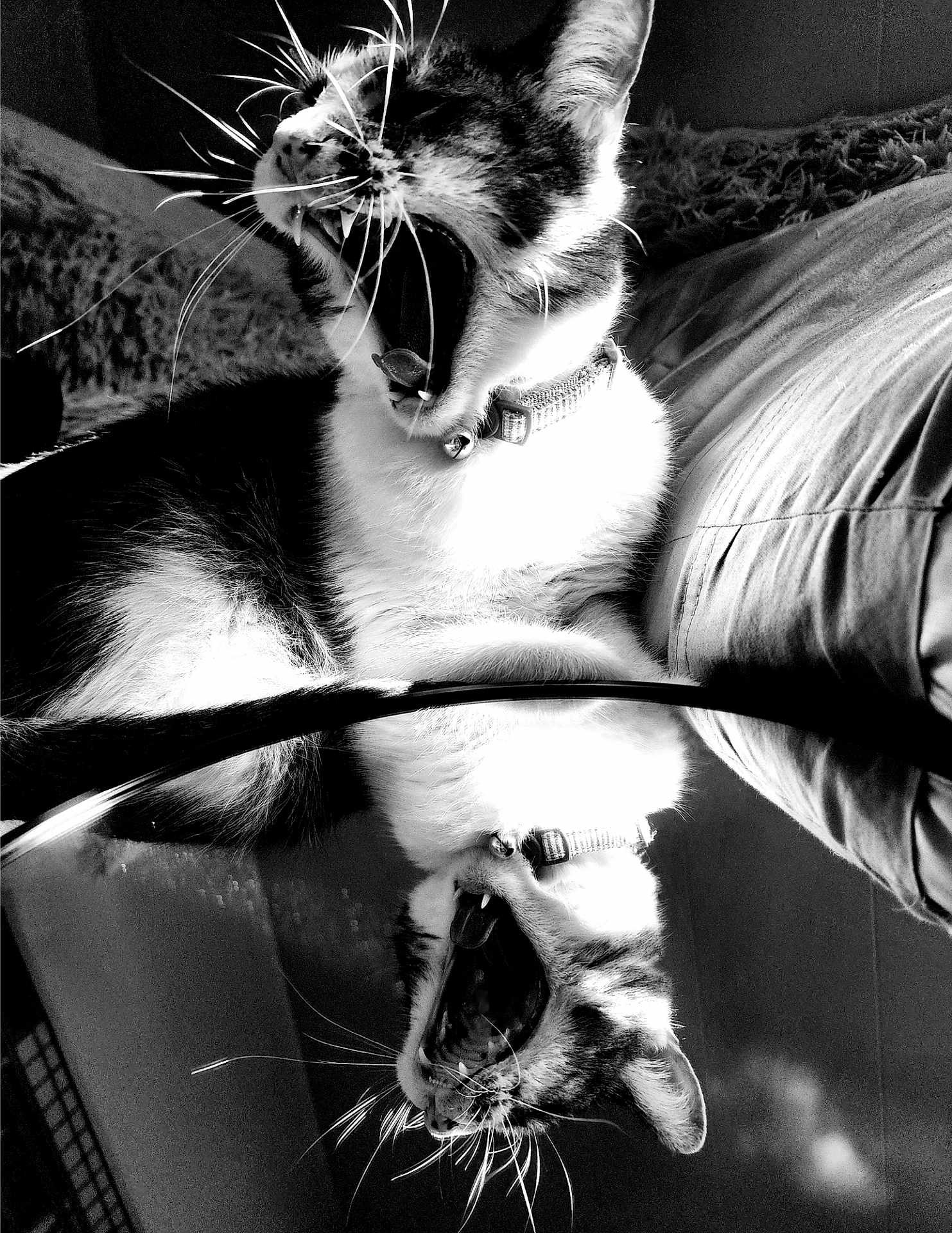 Niko joined the competition — help win amazing prizes! cat, black_and_white, yawning, reflection, mirror, whiskers, collar, pet, indoor, fur, closeup, animal, portrait, resting, feline, sleepy, texture, contrast, monochrome, household