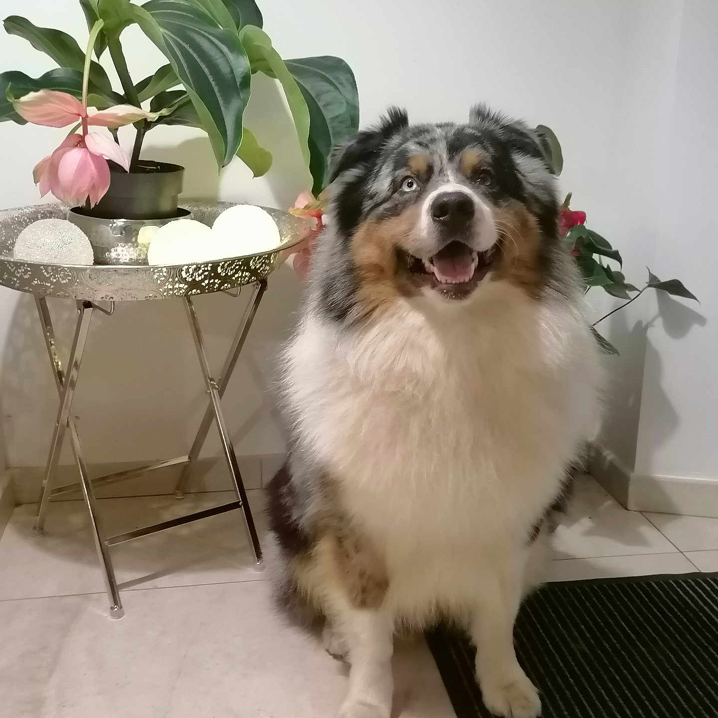 Pacha a rejoint le concours — aidez-le/la à gagner de superbes lots ! animal, canine, dog, dogbed, flower, flowerarrangement, homedecor, ikebana, indoors, interiordesign, jar, leaf, pet, plant, planter, pottedplant, pottery, puppy, rug, vase