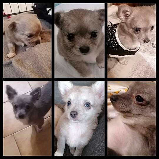 Rynn a rejoint le concours — aidez-le/la à gagner de superbes lots ! black, blue, carnivore, close_up, dog, ear, eyelash, fawn, green, iris, mammal, nose, organ, organism, photograph, snapshot, snout, vertebrate, whiskers, white