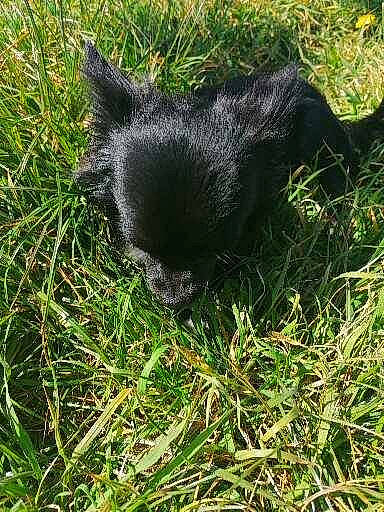 Simba a rejoint le concours — aidez-le/la à gagner de superbes lots ! canidae, carnivore, dog, dog_breed, fur, grass, grassland, groundcover, liver, pasture, plant, snout, sporting_group, tail, terrestrial_animal, working_animal