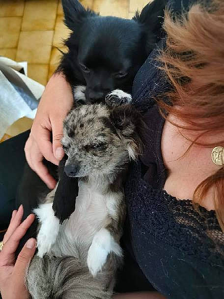 Simba a rejoint le concours — aidez-le/la à gagner de superbes lots ! canidae, carnivore, claw, companion_dog, dog, dog_breed, ear, eyewear, fawn, felidae, fur, mammal, paw, snout, sporting_group, terrier, toy_dog, vertebrate, whiskers, working_animal