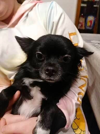 Simba a rejoint le concours — aidez-le/la à gagner de superbes lots ! canidae, carnivore, chihuahua, collar, companion_dog, dog, dog_breed, dog_supply, ear, fawn, fur, non_sporting_group, paw, puppy, snout, sporting_group, tail, toy_dog, whiskers, working_animal