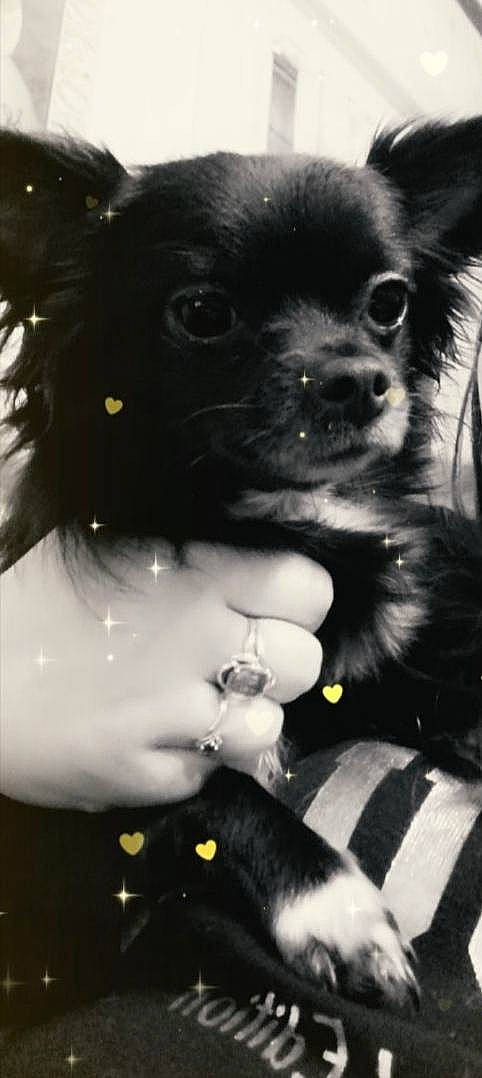 Simba a rejoint le concours — aidez-le/la à gagner de superbes lots ! black, black_and_white, carnivore, companion_dog, dog, dog_breed, eye, eyelash, fur, gesture, liver, monochrome, monochrome_photography, snout, style, toy, toy_dog, whiskers, white, working_animal