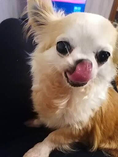 Mes Bébé a rejoint le concours — aidez-le/la à gagner de superbes lots ! canidae, carnivore, collar, companion_dog, dog, dog_breed, dog_supply, ear, eye, eyelash, fawn, fur, happy, human_body, jaw, selfie, snout, toy_dog, whiskers, working_animal