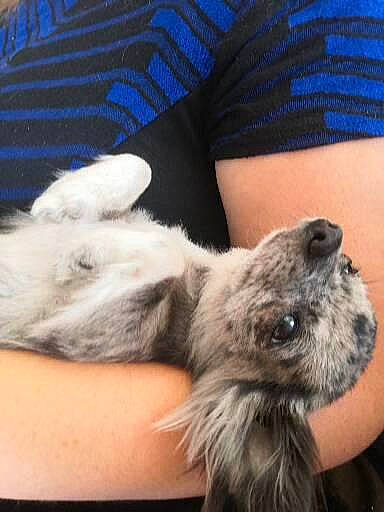 Mes Bébé participe au concours pour gagner de l'argent avec cette photo : canidae, carnivore, claw, comfort, companion_dog, dog, dog_breed, fawn, finger, foot, fur, human_leg, lap, nail, paw, puppy, sporting_group, terrestrial_animal, whiskers, wrist