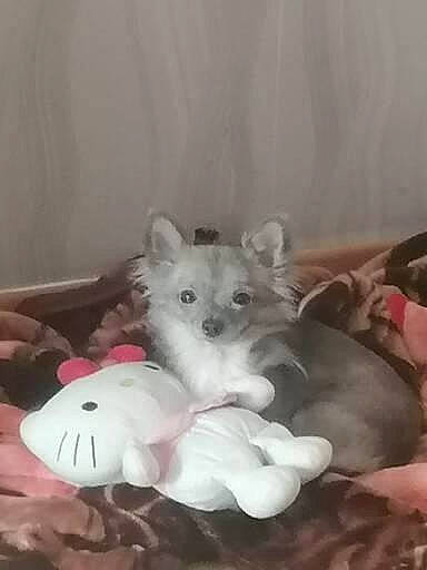 Mes Bébé a rejoint le concours — aidez-le/la à gagner de superbes lots ! bed, canidae, carnivore, companion_dog, dog, dog_breed, fawn, felidae, fur, grey, mouse, paw, small_to_medium_sized_cats, snout, sporting_group, stuffed_toy, tail, toy, toy_dog, whiskers