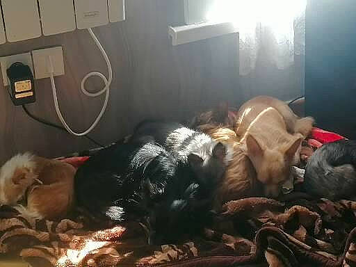 Mes Bébé participe au concours pour gagner de l'argent avec cette photo : bed, bed_sheet, bedding, bedroom, canidae, carnivore, comfort, companion_dog, darkness, dog_breed, felidae, flooring, fur, heat, light, linens, room, sitting, sporting_group, wood