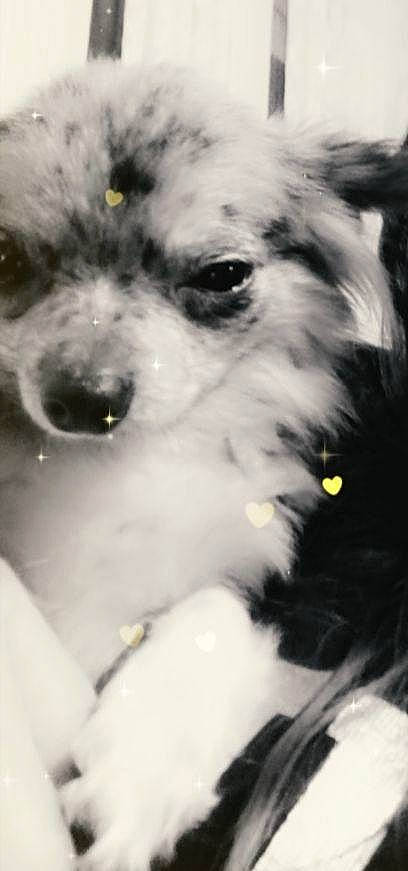 Princesse participe au concours pour gagner de l'argent avec cette photo : art, carnivore, companion_dog, dog, dog_breed, fur, mal_shi, maltepoo, monochrome, monochrome_photography, puppy, small_terrier, snout, terrestrial_animal, terrier, toy_dog, water_dog, whiskers, working_animal, working_dog