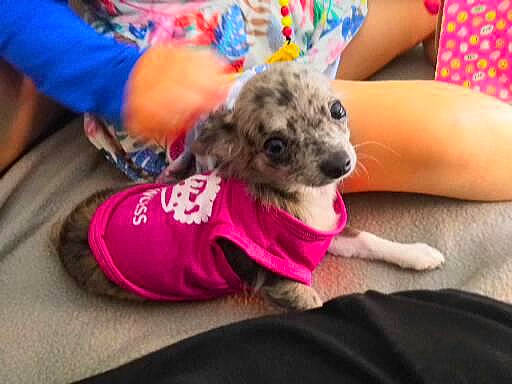 Princesse a rejoint le concours — aidez-le/la à gagner de superbes lots ! canidae, carnivore, child, companion_dog, dog, dog_breed, dog_clothes, dog_supply, fawn, fur, human_leg, paw, puppy, puppy_love, sitting, small_terrier, snout, sporting_group, terrier, toy_dog