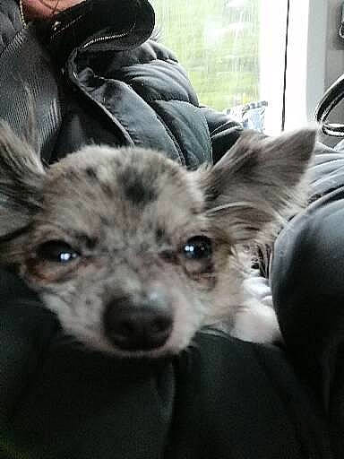 Princesse a rejoint le concours — aidez-le/la à gagner de superbes lots ! canidae, carnivore, comfort, companion_dog, couch, dog, dog_breed, ear, fur, koolie, mammal, military_camouflage, selfie, sitting, snout, sporting_group, toy_dog, vertebrate, whiskers, working_animal