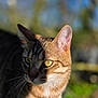 cat, tabby, pet, close_up, portrait, outdoor, grass, bokeh, whiskers, ears, yellow_eyes, feline, sunlight, shadow, greenery, ground, domestic_cat, striped_fur, standing, shallow_depth_of_field