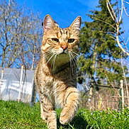 Suki participe au concours pour gagner de l'argent avec cette photo : cat, tabby_cat, grass, blue_sky, outdoor, walking, whiskers, close_up, portrait, nature, greenery, sunlight, tree, garden, pet, paw, feline, fur, low_angle, daylight