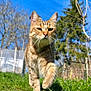 cat, tabby_cat, grass, blue_sky, outdoor, walking, whiskers, close_up, portrait, nature, greenery, sunlight, tree, garden, pet, paw, feline, fur, low_angle, daylight