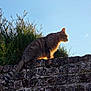 cat, tabby, animal, pet, brick_wall, wall, outdoor, sky, sunlight, backlit, silhouette, shrubbery, moss, whiskers, tail, sitting, profile, mammal, dusk, stone