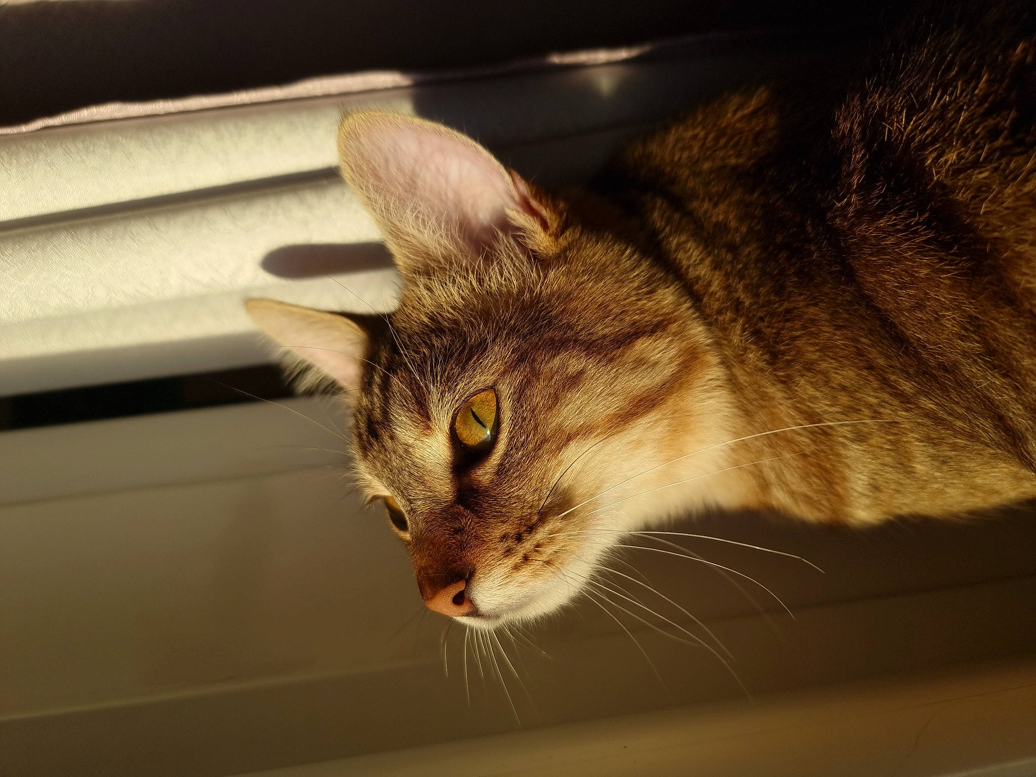 Suki participe au concours pour gagner de l'argent avec cette photo : auto_part, carnivore, cat, domestic_short_haired_cat, felidae, fur, room, small_to_medium_sized_cats, snout, tail, tree, whiskers, wildlife, window, wood