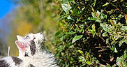Yûbi a rejoint le concours — aidez-le/la à gagner de superbes lots ! blue_sky, bokeh, bush, butterfly, cat, close_up, clover, fluffy, grass, hedge, insect, longhair_cat, looking_up, nature, outdoor, pet, portrait, sunlight, whiskers, white_cat