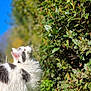Yûbi a rejoint le concours — aidez-le/la à gagner de superbes lots ! cat, white_cat, longhair_cat, fluffy, outdoor, hedge, bush, grass, clover, blue_sky, insect, butterfly, sunlight, bokeh, pet, whiskers, looking_up, nature, close_up, portrait