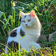 Yûbi participe au concours pour gagner de l'argent avec cette photo : backlit, bokeh, cat, closeup, daylight, feline, fur, garden, grass, green_eyes, nature, outdoor, plants, portrait, rocks, serene, sitting, sunlight, whiskers, white_cat
