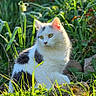 backlit, bokeh, cat, closeup, daylight, feline, fur, garden, grass, green_eyes, nature, outdoor, plants, portrait, rocks, serene, sitting, sunlight, whiskers, white_cat