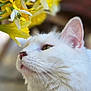 Yûbi participe au concours pour gagner de l'argent avec cette photo : cat, white_cat, pet, flowers, daffodils, close_up, portrait, whiskers, nose, eye, fur, yellow_flowers, bloom, spring, indoor, bokeh, soft_light, curiosity, macro, plant
