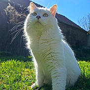 Yûbi a rejoint le concours — aidez-le/la à gagner de superbes lots ! cat, white_cat, pet, outdoor, grass, sunny, blue_sky, house, whiskers, fluffy_fur, close_up, portrait, low_angle, green_grass, lawn, animal, feline, ears, sitting, backlit