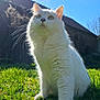 cat, white_cat, pet, outdoor, grass, sunny, blue_sky, house, whiskers, fluffy_fur, close_up, portrait, low_angle, green_grass, lawn, animal, feline, ears, sitting, backlit