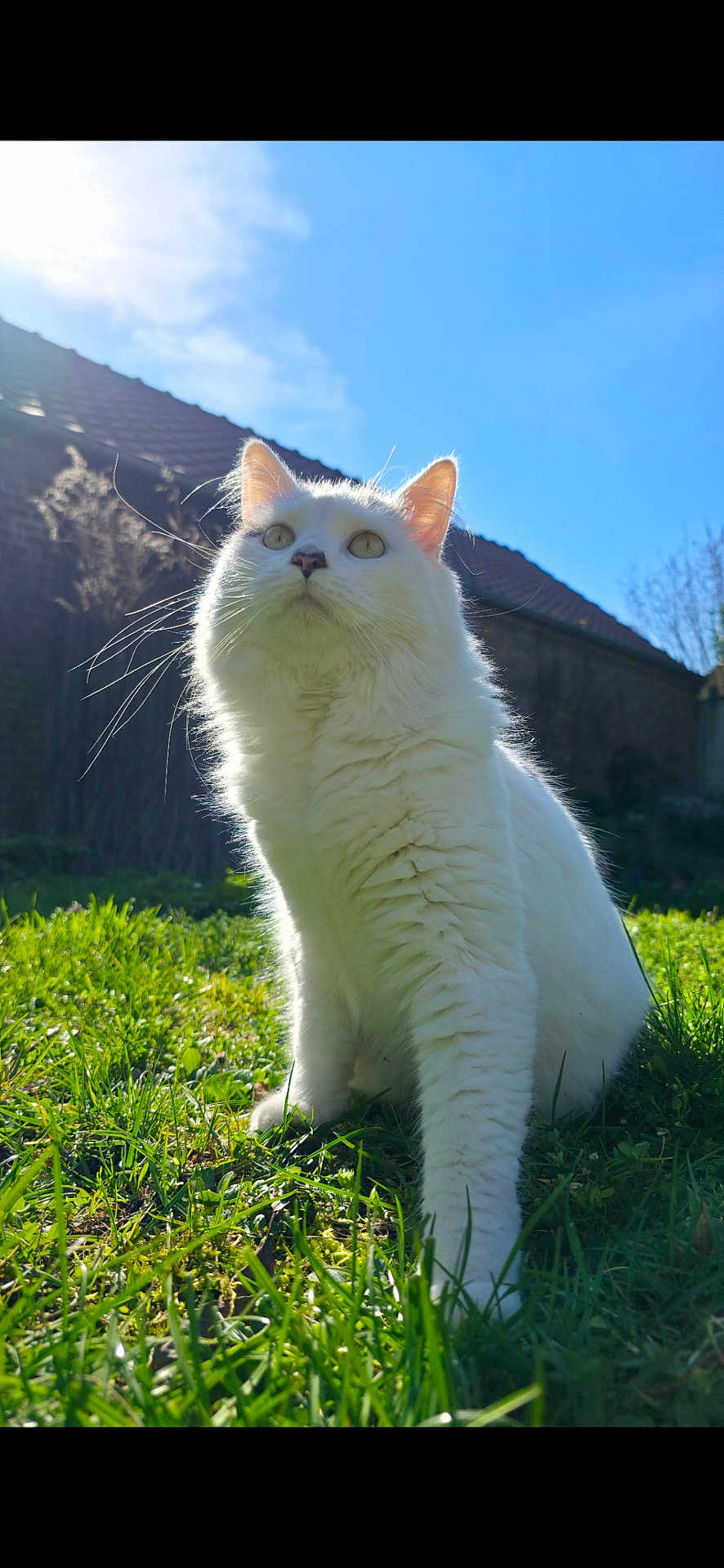 Yûbi a rejoint le concours — aidez-le/la à gagner de superbes lots ! cat, white_cat, pet, outdoor, grass, sunny, blue_sky, house, whiskers, fluffy_fur, close_up, portrait, low_angle, green_grass, lawn, animal, feline, ears, sitting, backlit