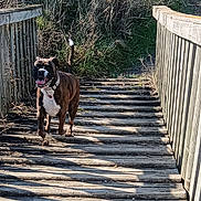Thalna participe au concours pour gagner de l'argent avec cette photo : dog, brindle, wooden_bridge, outdoor, sunlight, grass, nature, pet, canine, happy, tongue_out, collar, walking, rustic, daytime, animal, smiling, tail_up, pathway, playful